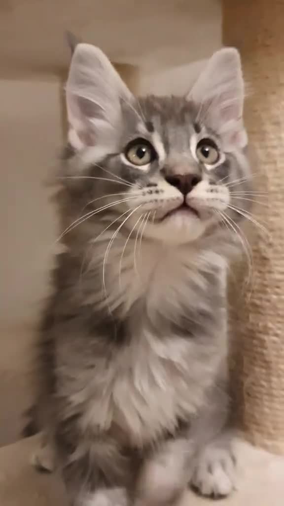 Maine Coon cats for sale: 🏅GCCF🏅 pure maine coon kittens  - Video 1