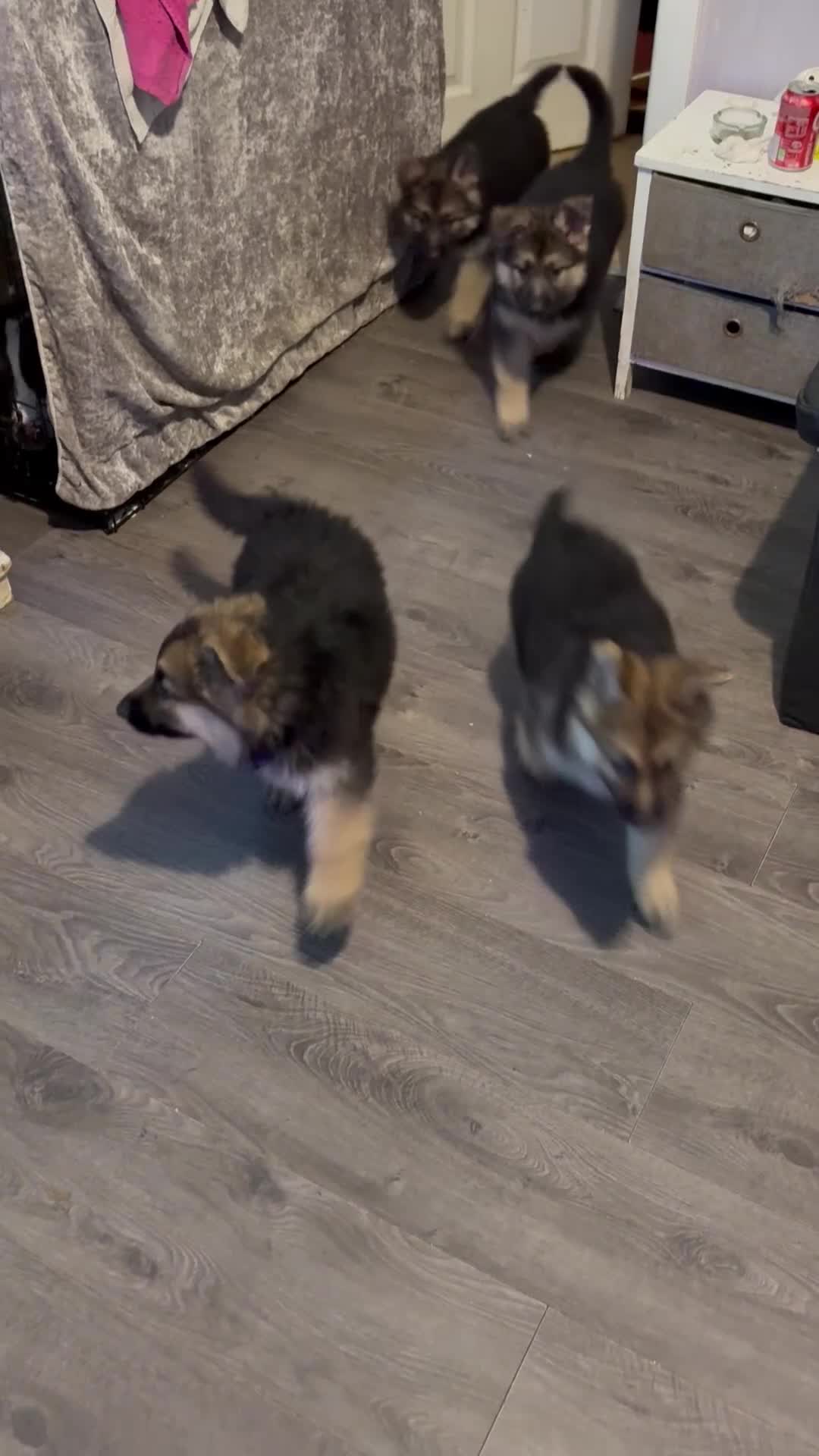 Mixed Breed dogs for sale: 4 stunning German shepherd pups for sale ready now - Video 1