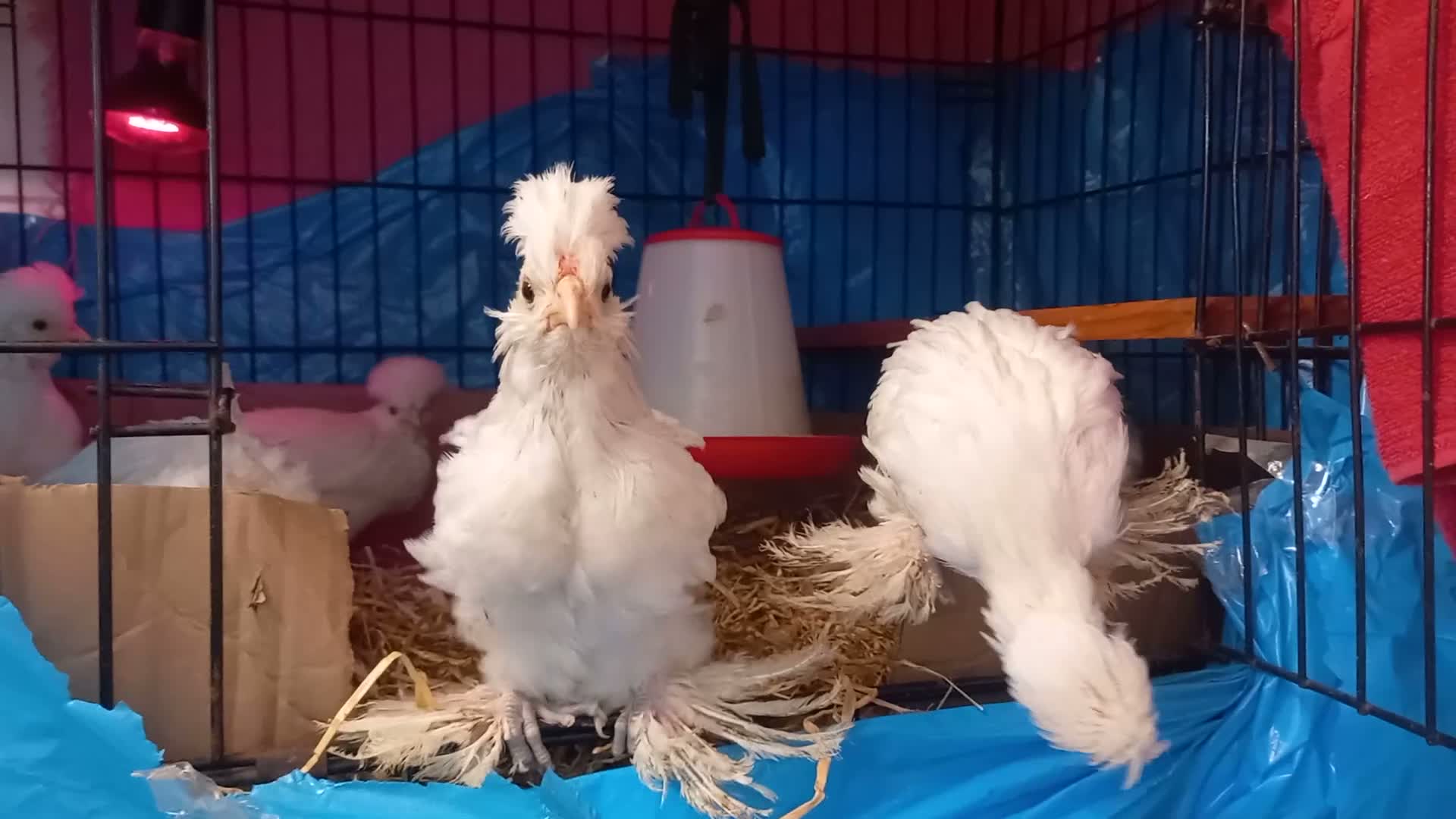 Chickens poultry for sale: Rare ornamental young sultan chickens - Video 1