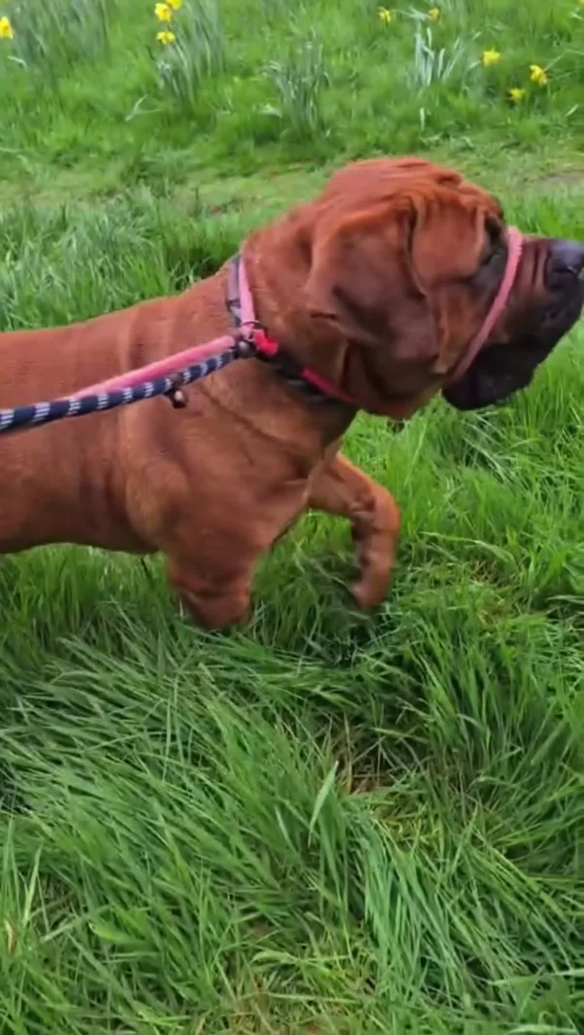 Boerboel dogs for sale: Elite Guard Neema X Spartan Dutch - Video 3