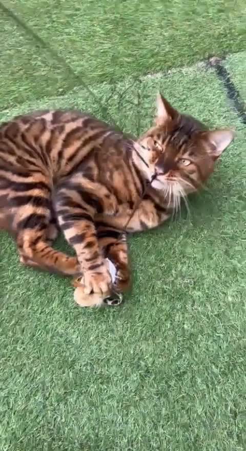 Bengal cats for stud: TICA Pedigree Bengal Stud in Sunbury-on-Thames - Video 1