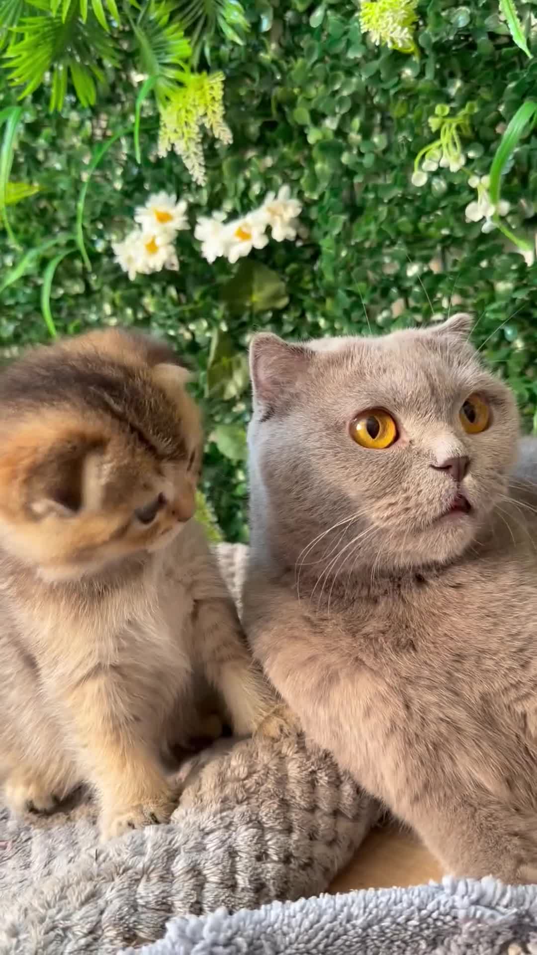 Scottish Fold cats for sale: Champion bloodlines Scottish Fold-Straight Kittens - Video 1