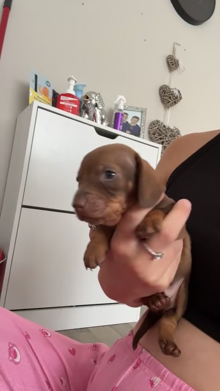 Dachshund dogs for sale: Male dachshunds- please read full description  in Merthyr Tydfil - Video 2