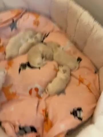Bichon Frise dogs for sale: Maltese  - Video 1