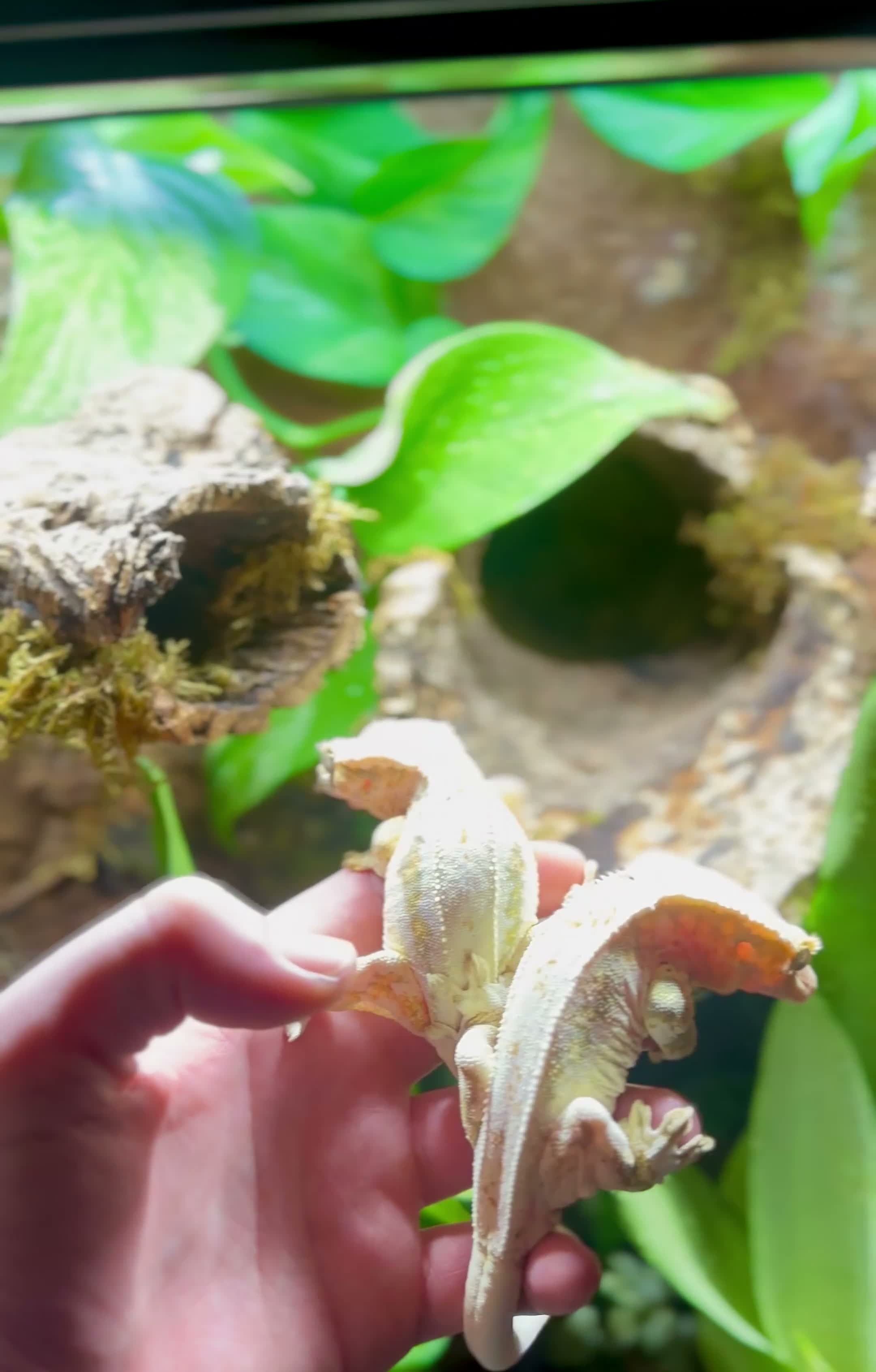 Gecko reptiles for sale: Lily white crested gecko  - Video 1