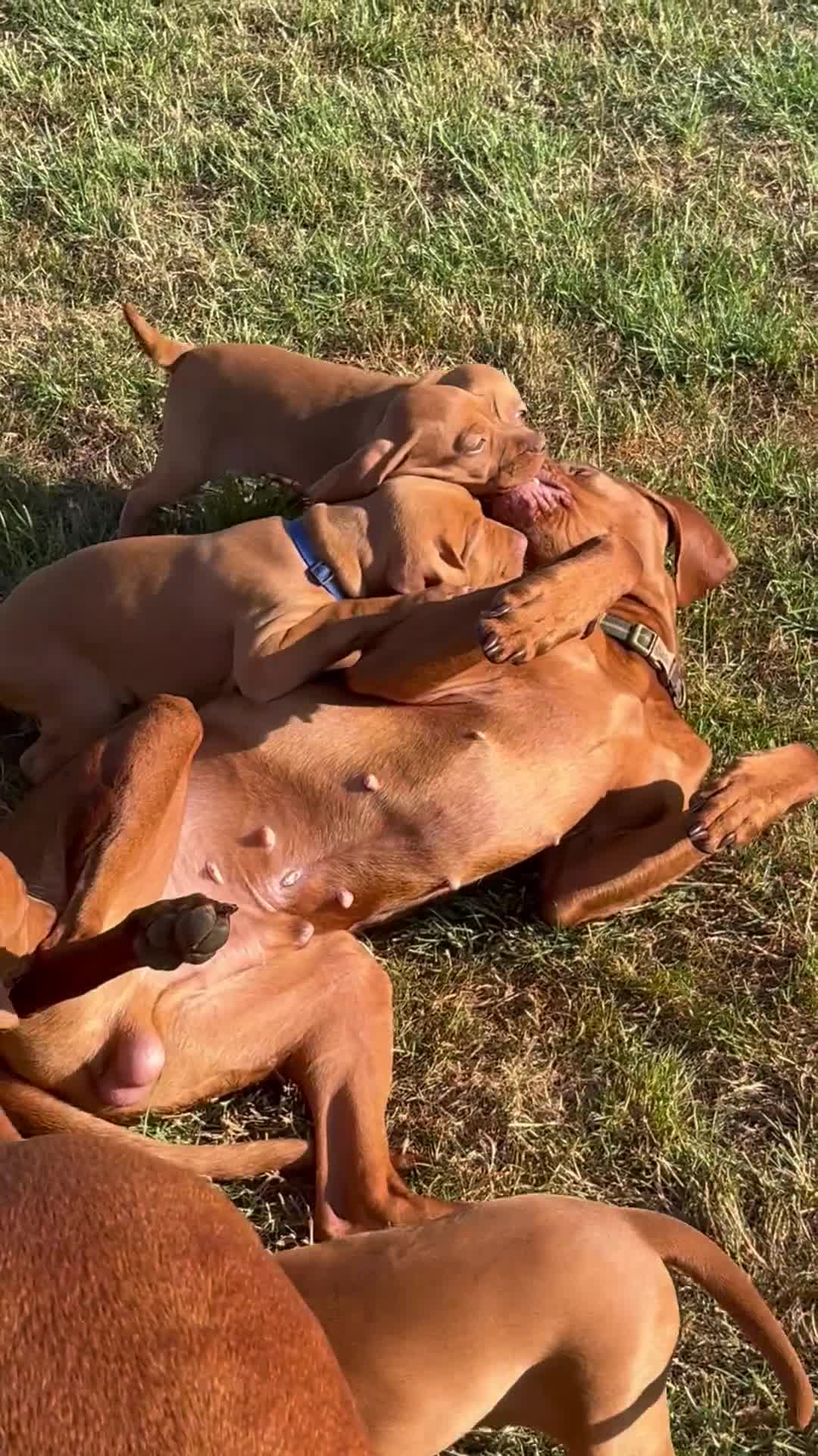 Hungarian Vizsla dogs for stud: Health tested KC Regd. Stud dog  - Video 1