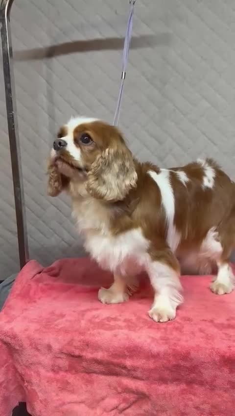 Cavalier King Charles Spaniel dogs for adoption: Angie: The Heart That Kept Beating  - Video 1