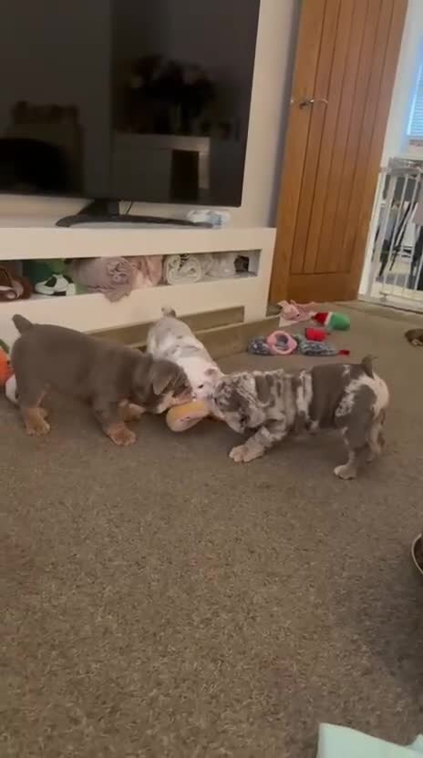 English Bulldog dogs for sale: British bulldog pups for sale - Video 1