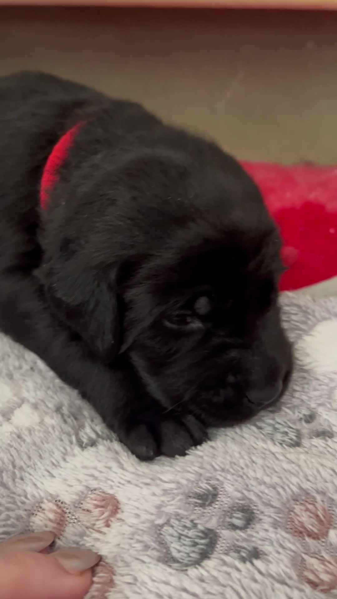 Labrador Retriever dogs for sale: 🧡LAST ORANGE COLLAR BOY LEFT🧡 - Video 2
