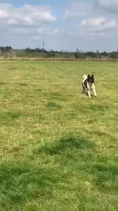 Akita dogs for sale: Calm Adult Home & garden needed for Loving Akita - Video 1