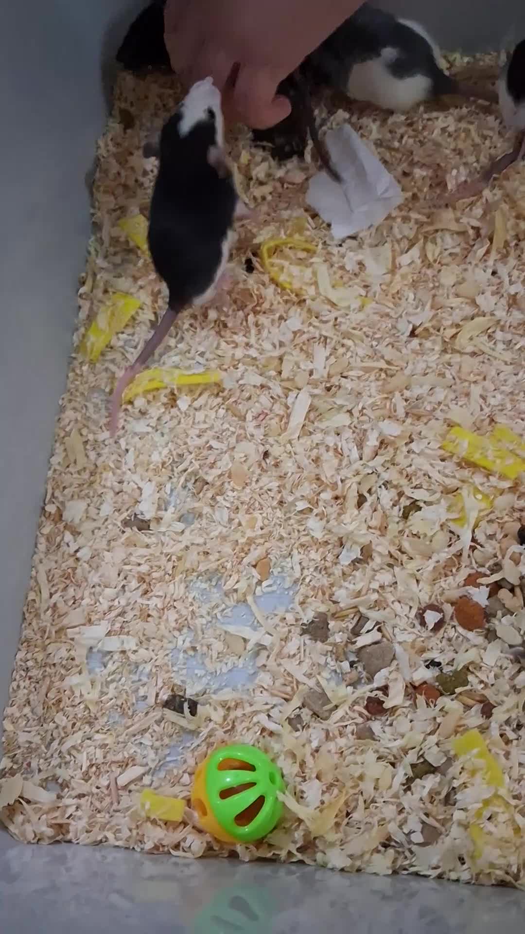 Rat rodents for sale: 6 x baby male rats  - Video 1