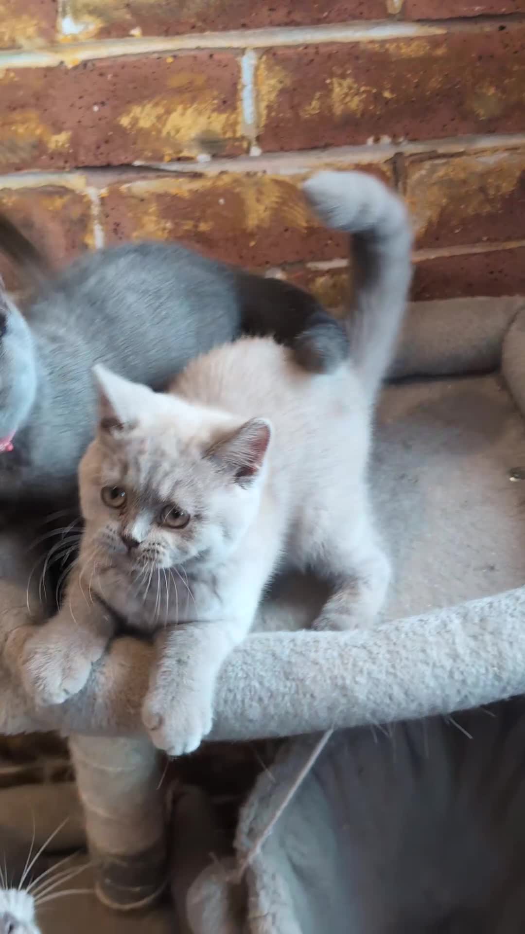 British Shorthair cats for sale: GCCF British Shorthair kittens  - Video 1
