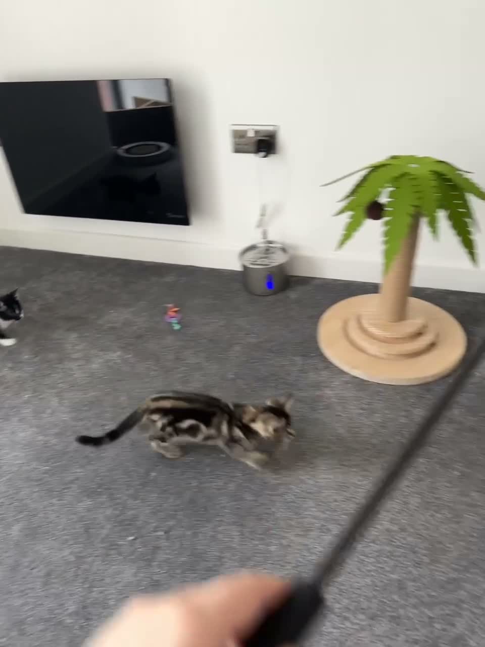 Domestic Shorthair cats for sale: Adorable bonded brothers in Birmingham - Video 3
