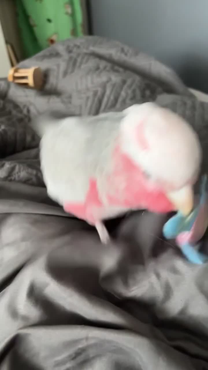 Cockatoo birds for sale: Skye galah cockatoo - Video 1