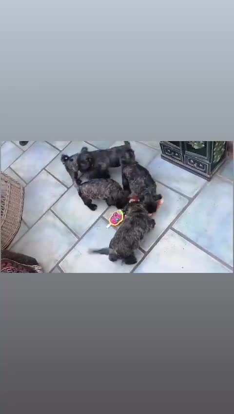 West Highland Terrier dogs for sale: Wairns: Westie/Cairn Pups - Video 1