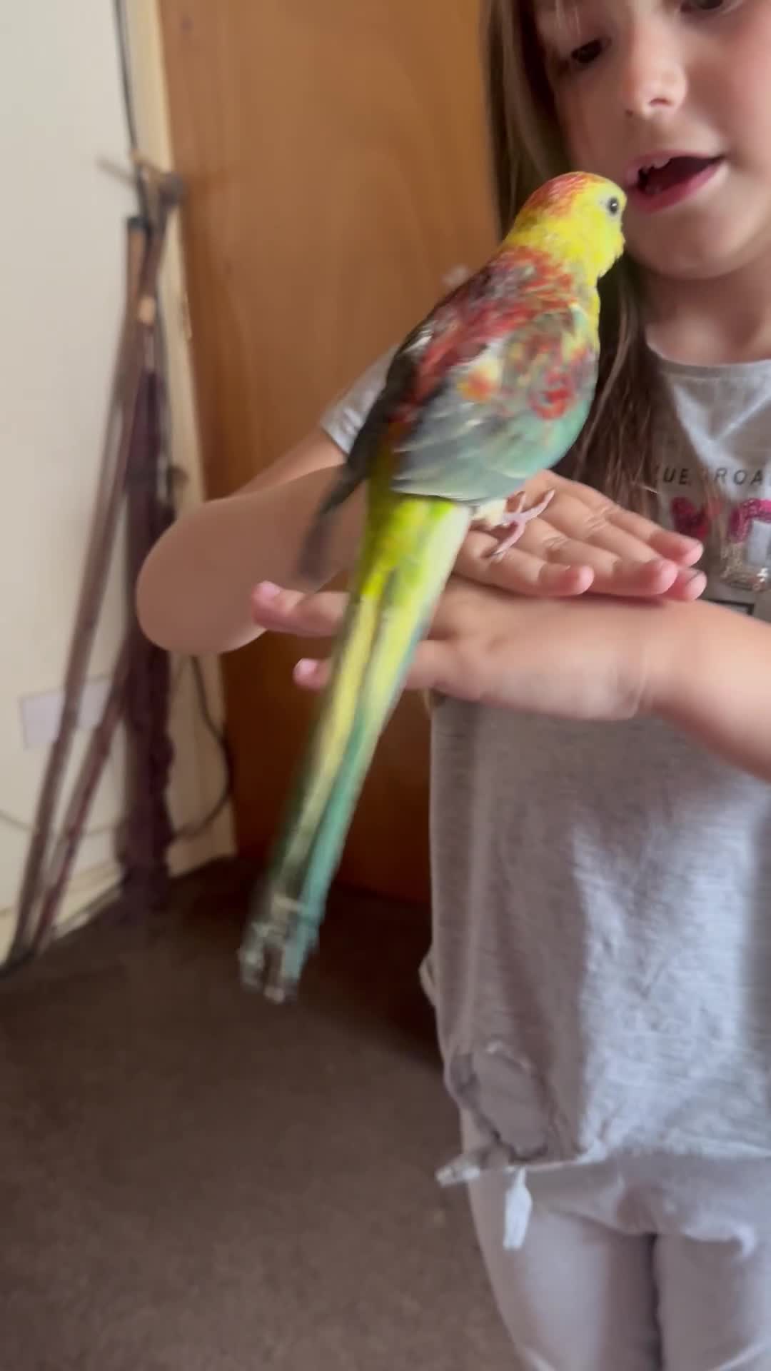 Parakeets birds for sale: Handreared and super tame red rump - Video 2