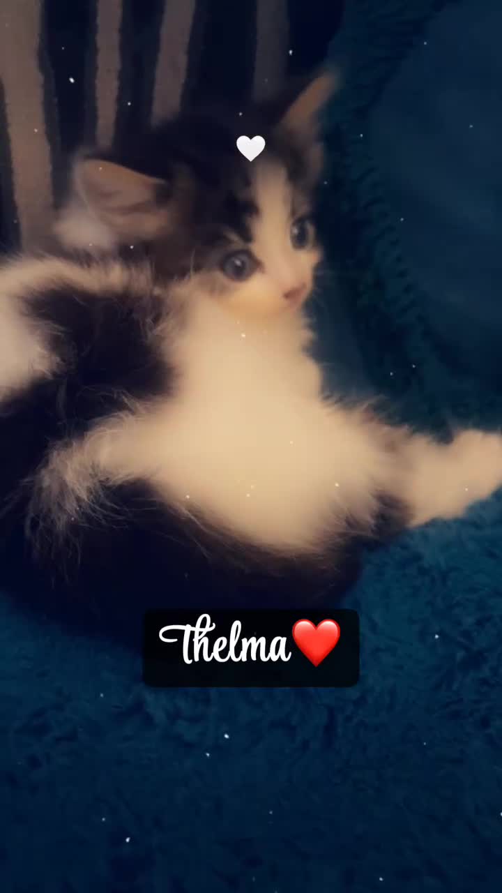 Mixed Breed cats for sale: Domestic mixed breed lil divas  - Video 2