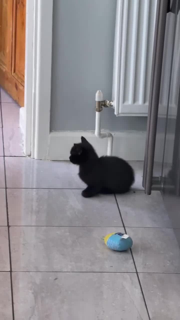 Mixed Breed cats for sale:  beautiful Three kittens. - Video 1
