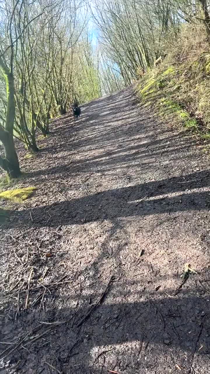 Cocker Spaniel dogs for sale: 9 month old male cocker spaniel  in Ayr - Video 2