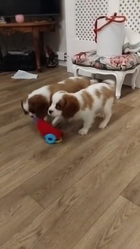 Cavalier King Charles Spaniel dogs for sale: 2beautiful king charles boys  - Video 1