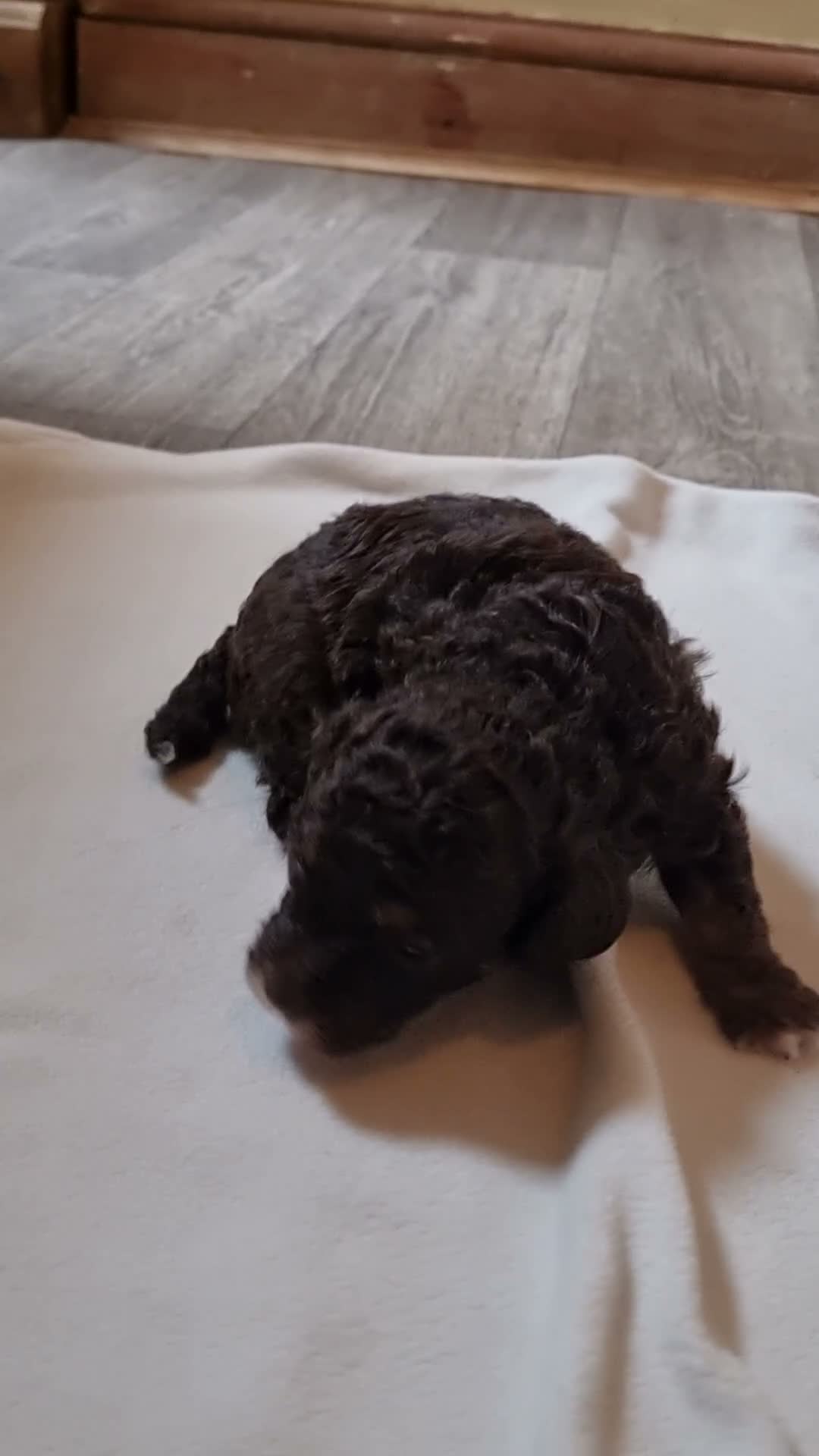 Toy Poodle dogs for sale: Merl toy poodle  - Video 1