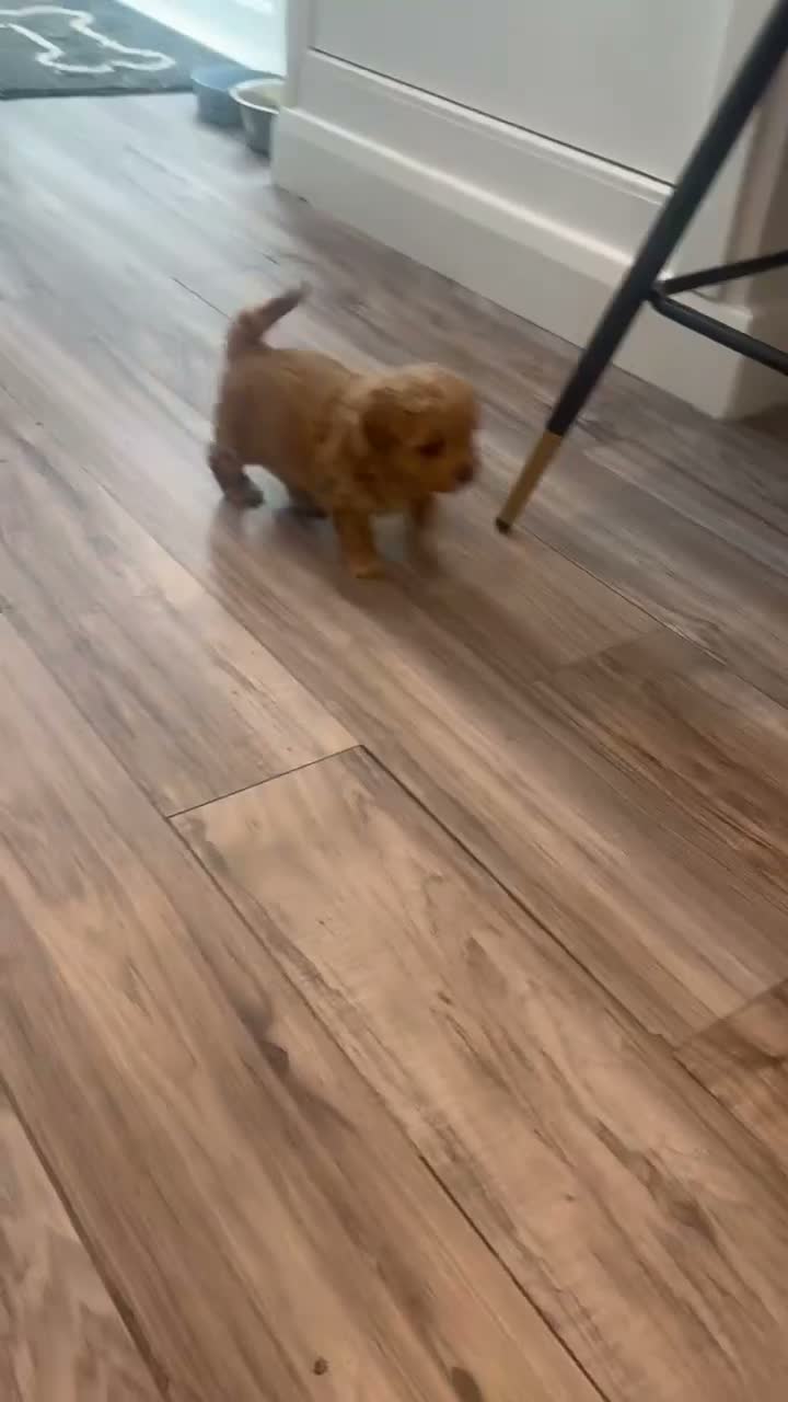 Maltipoo dogs for sale: Outstanding f1 maltipoo princess available  - Video 1