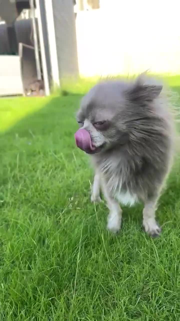Chihuahua dogs for sale: Lilac Long Hair Chihuahua  - Video 1