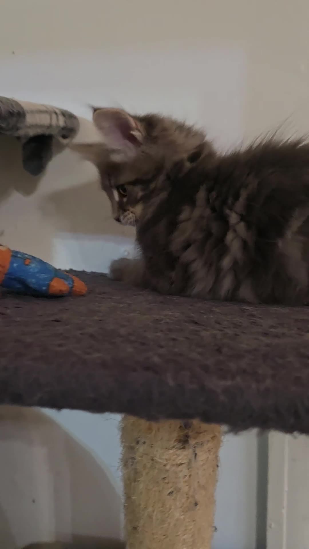 Maine Coon cats for sale: Beautiful Maine coon kittens  - Video 3