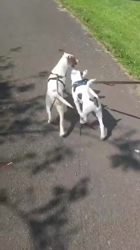 Mixed Breed dogs for sale: 14 week husky/staffy puppy  - Video 1