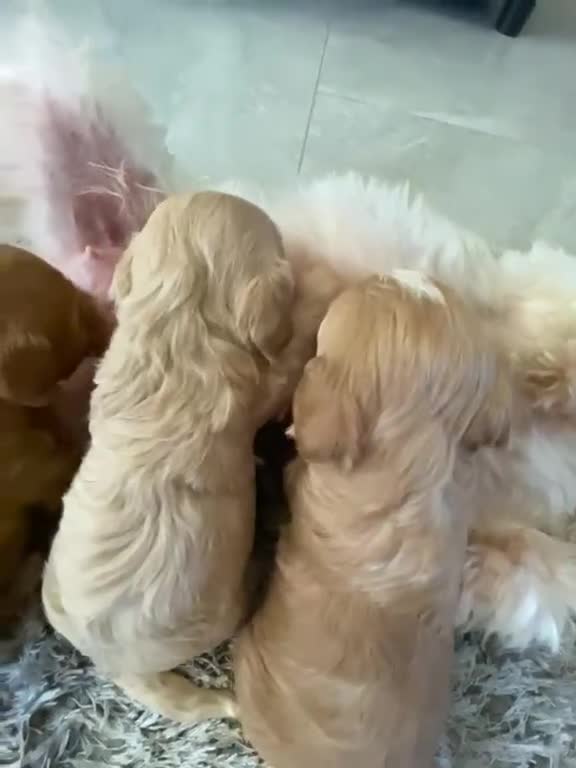 Maltipoo dogs for sale:  **  Maltipoo puppy’s  in Swanley - Video 1