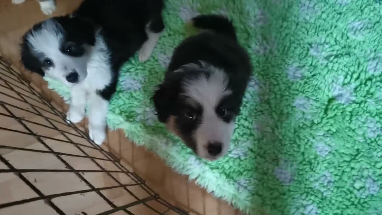 Mixed Breed dogs for sale: Beautiful Bordernese  - Video 4