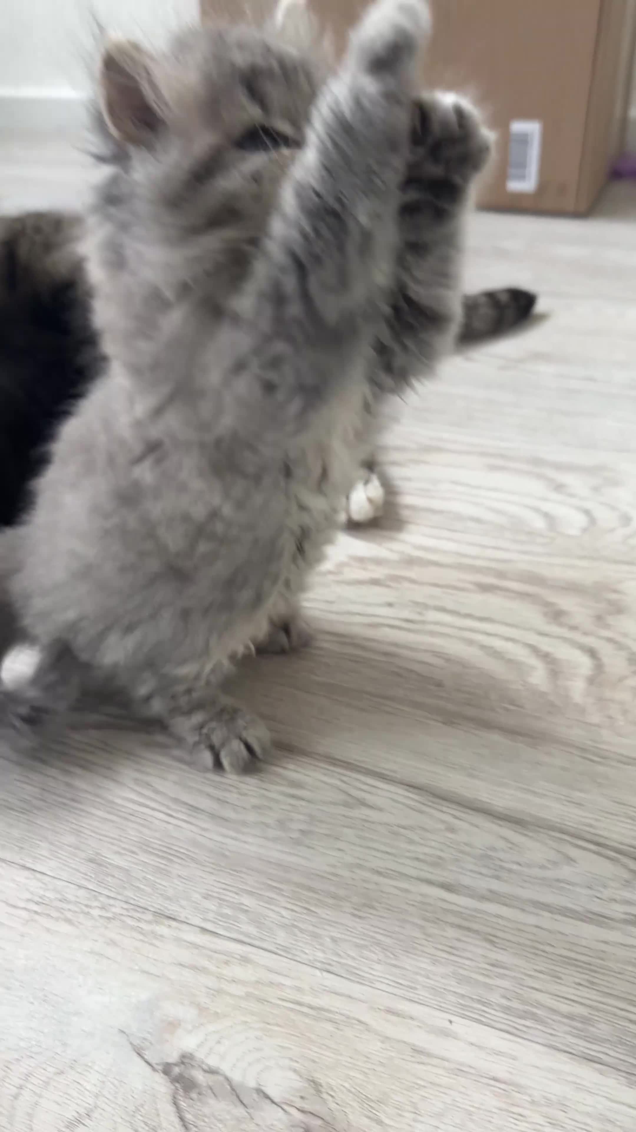 Scottish Fold cats for sale: Scottish straight kittens  - Video 1