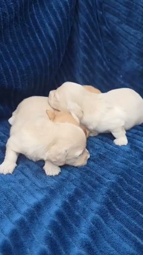 Miniature Dachshund dogs for sale: ⭐KC Clear Cream Long-Haired Miniature Dachshunds⭐ - Video 1