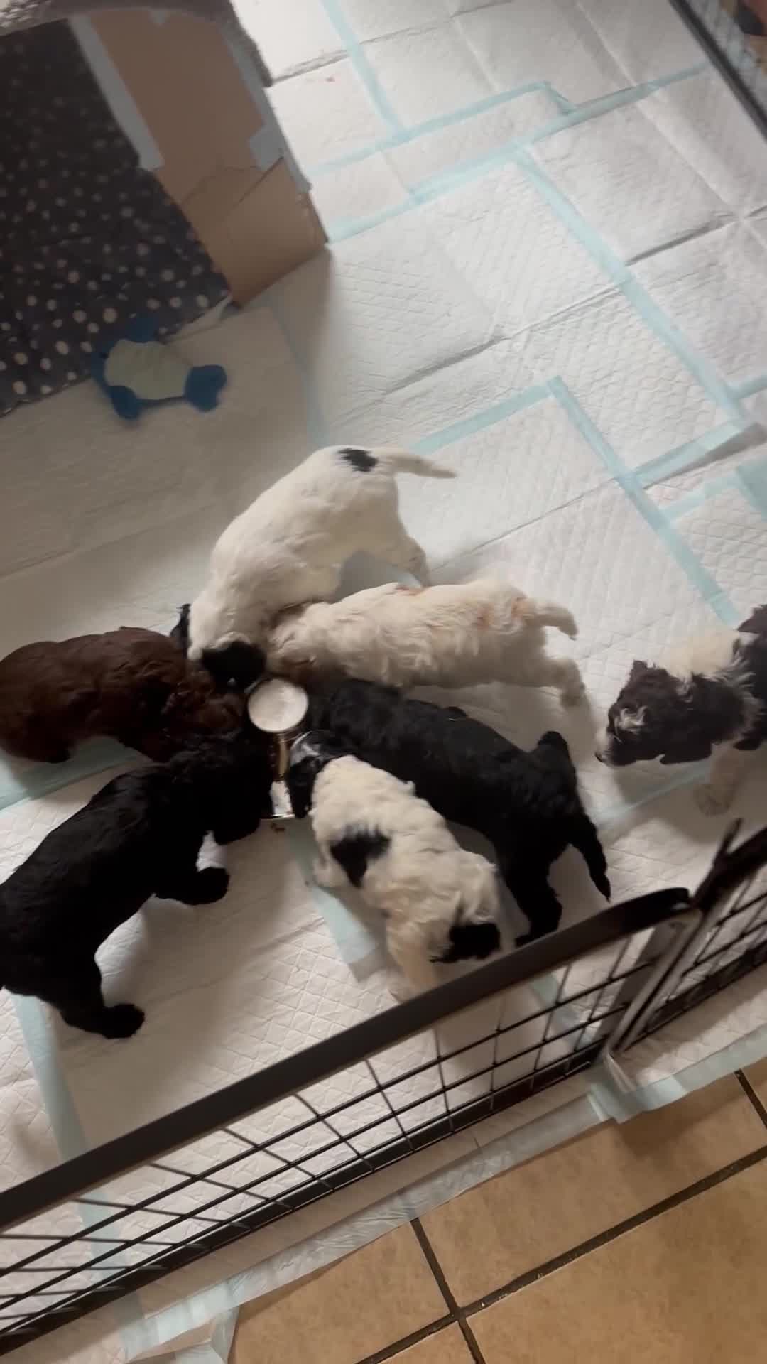 Cockapoo dogs for sale: 7 beautiful cockatoo puppies  - Video 1