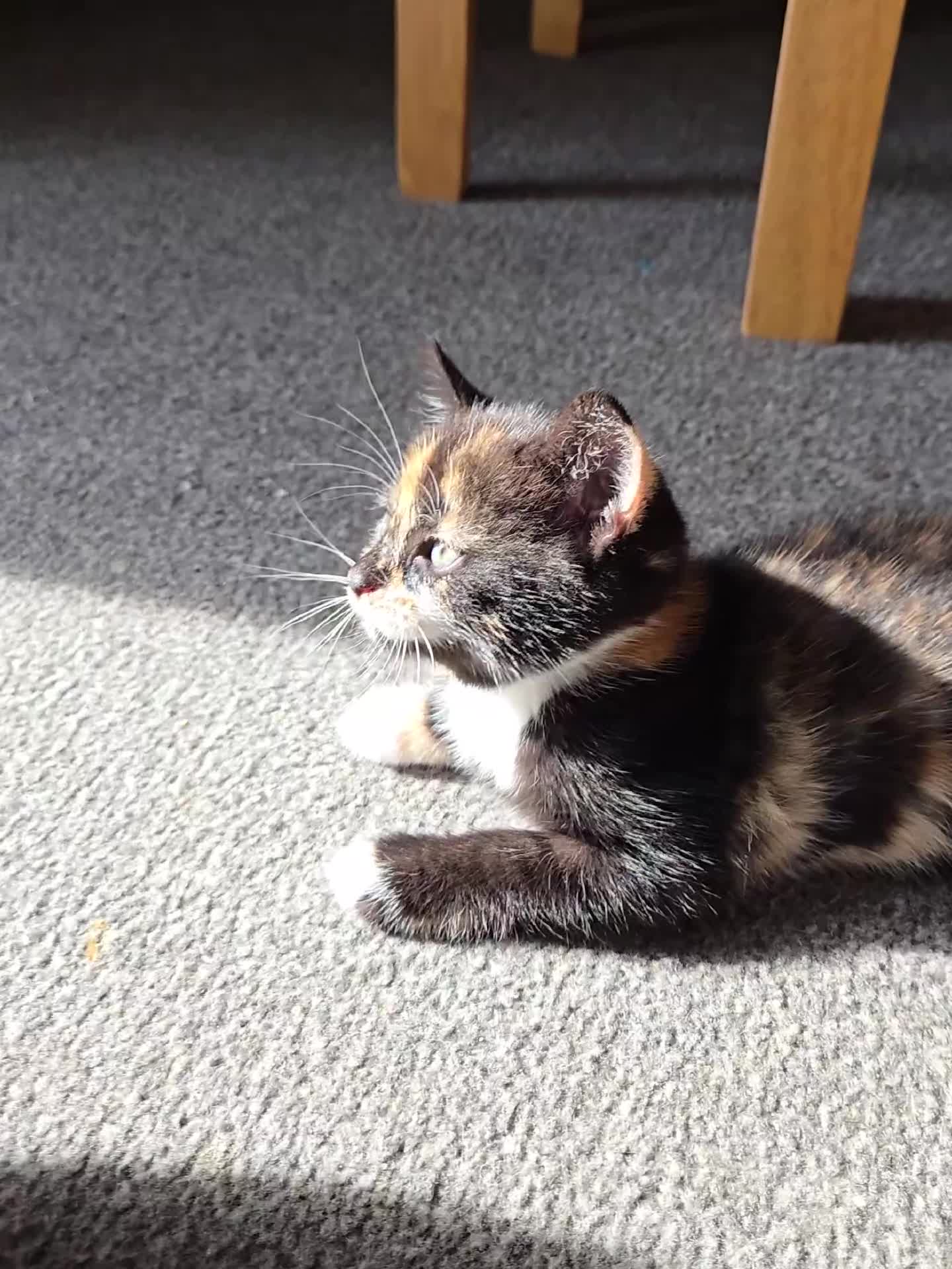 Mixed Breed cats for sale: Need a home - Video 1