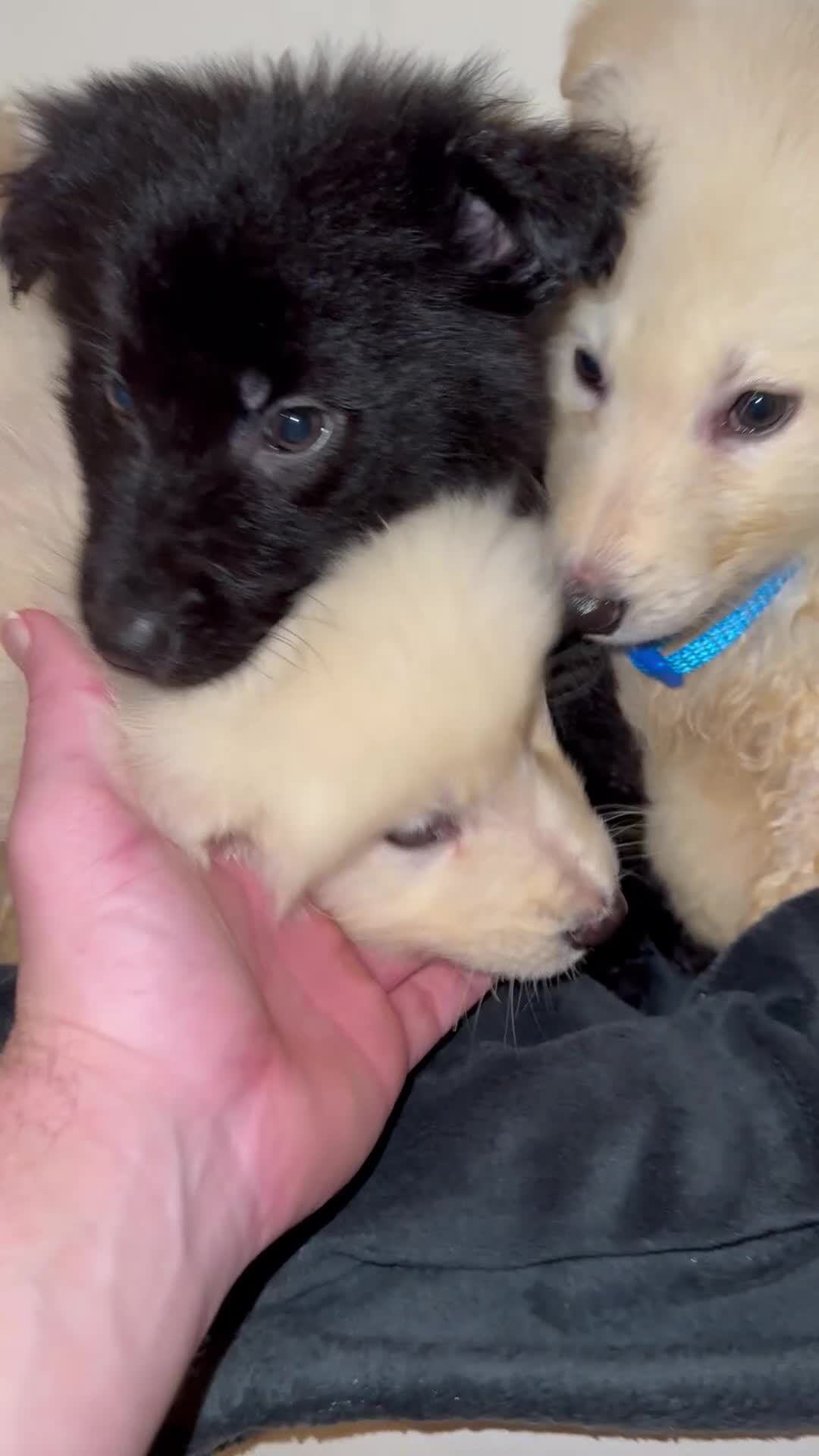 German Shepherd dogs for sale: Stunning white and black long coat German Shepards - Video 1