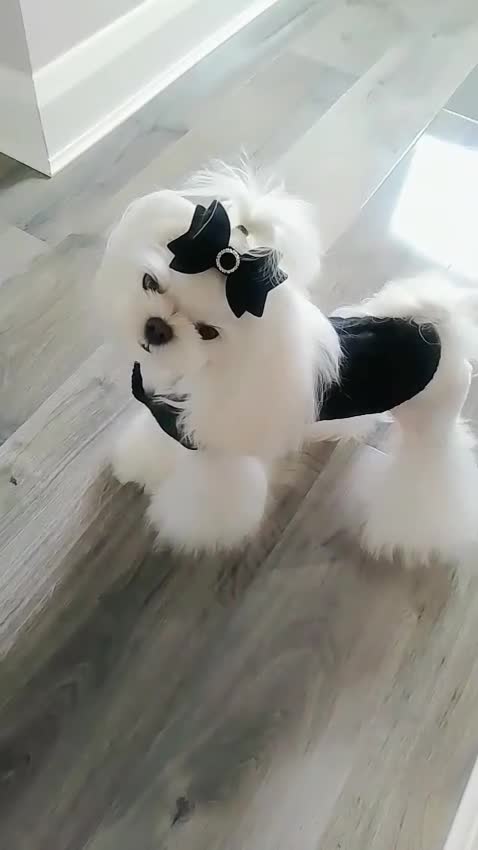 Maltese dogs for stud: ❤️health tested Tiny Korean Maltese boy❤️ - Video 2