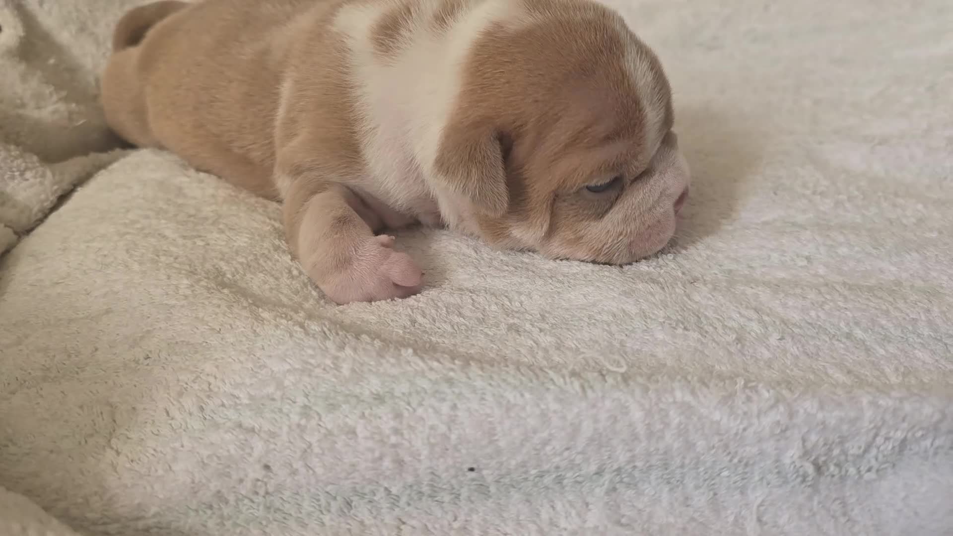 American Bully dogs for sale: Exclusive ABKC Pocket Bullys - Champ Bloodlines - Video 4