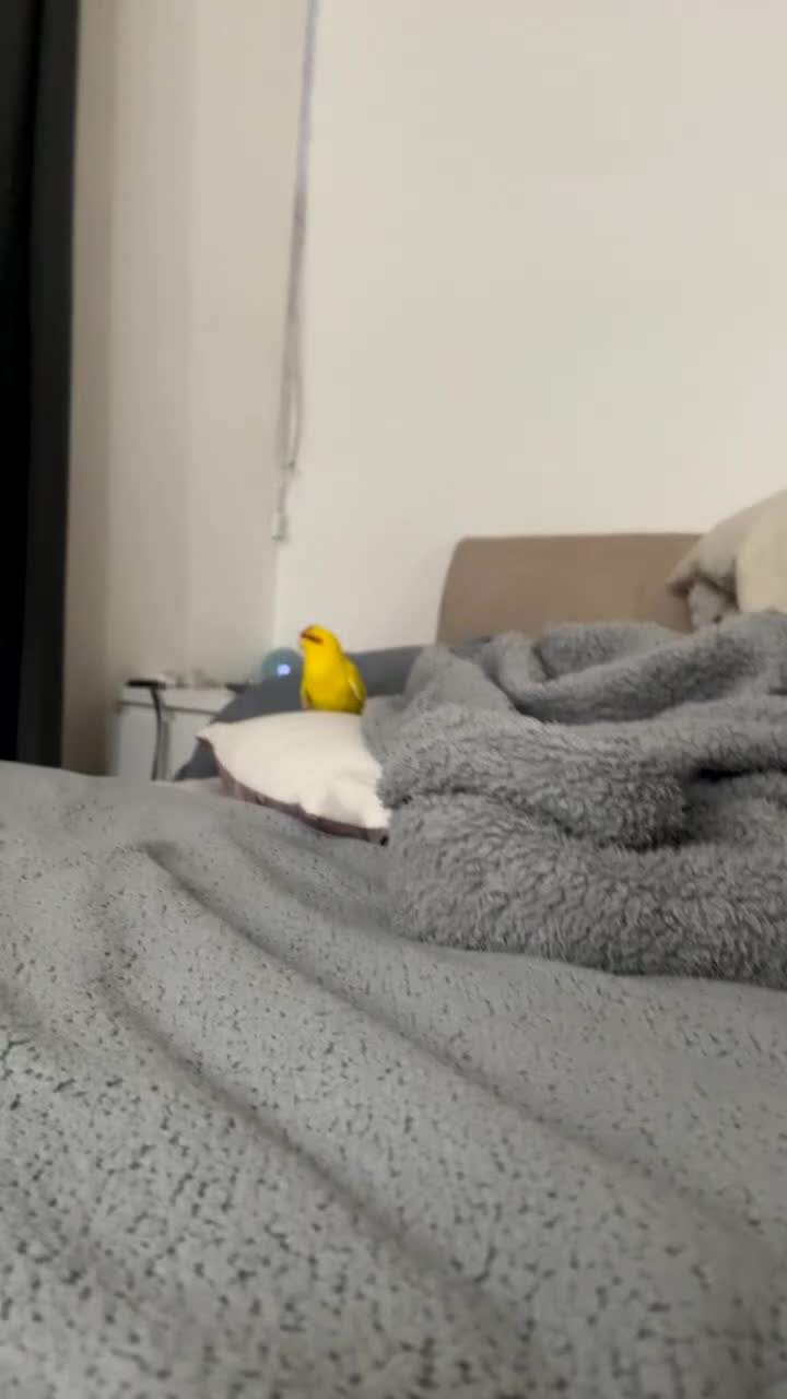 Parakeets birds for sale: Karkariki Polly for sell - Video 1