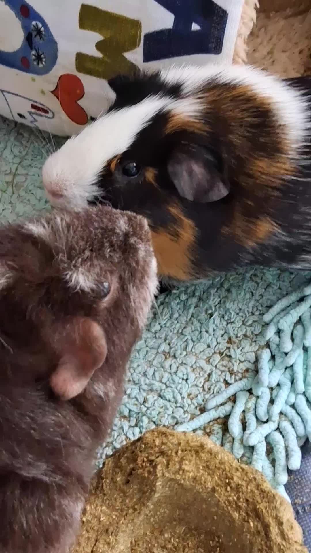 Guinea Pig rodents for sale: 2 Guinea pigs with cage  - Video 5