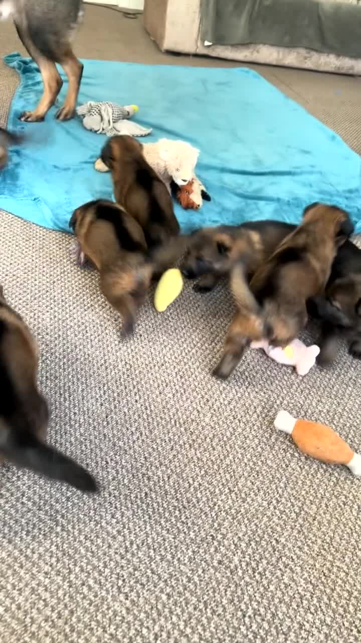 German Shepherd dogs for sale: Stunning Working German shepherd kc register Czech - Video 1