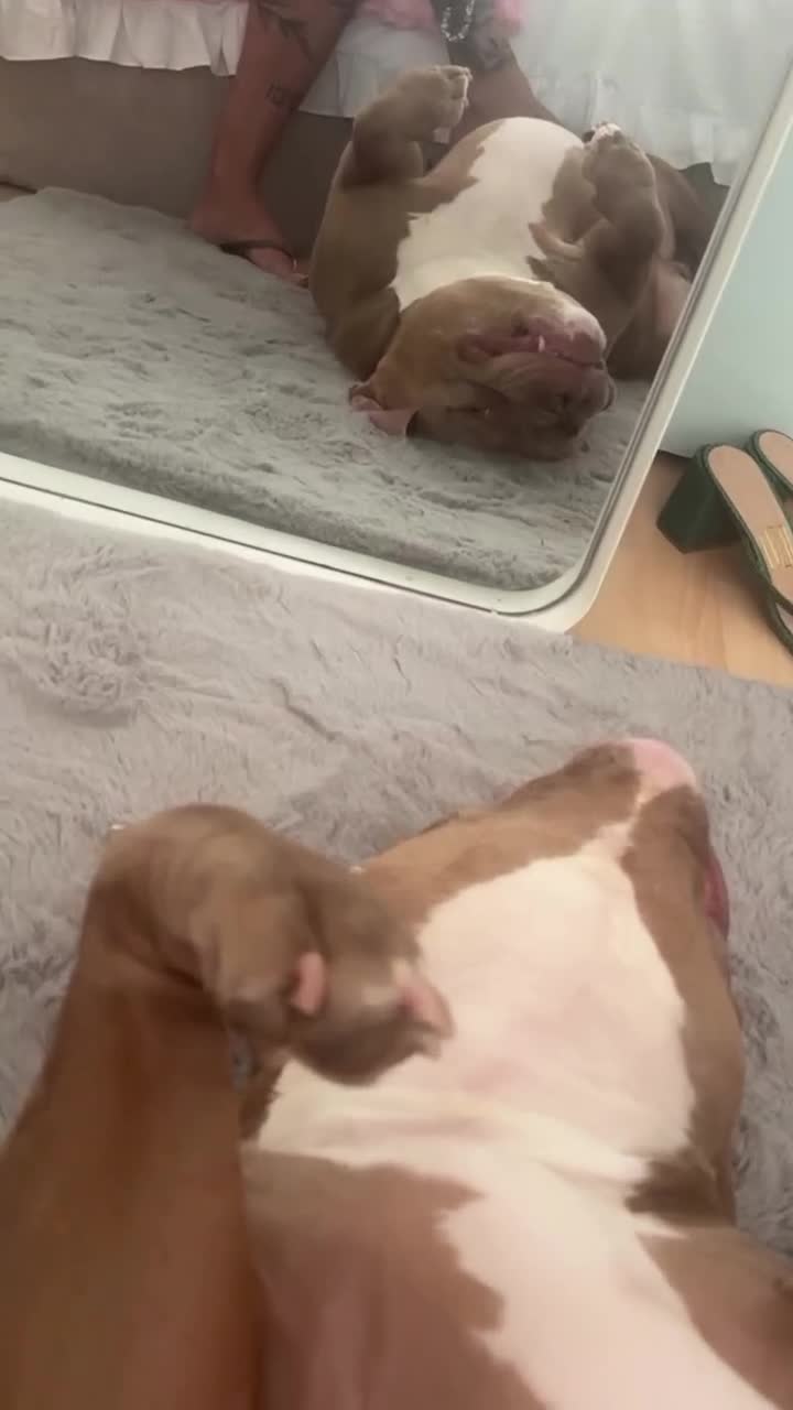 American Bully dogs for sale: Looking  for new home  - Video 1