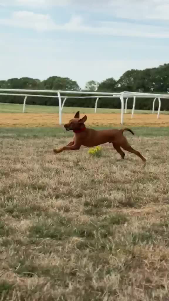 Labrador Retriever dogs for sale: Teddy - Video 1