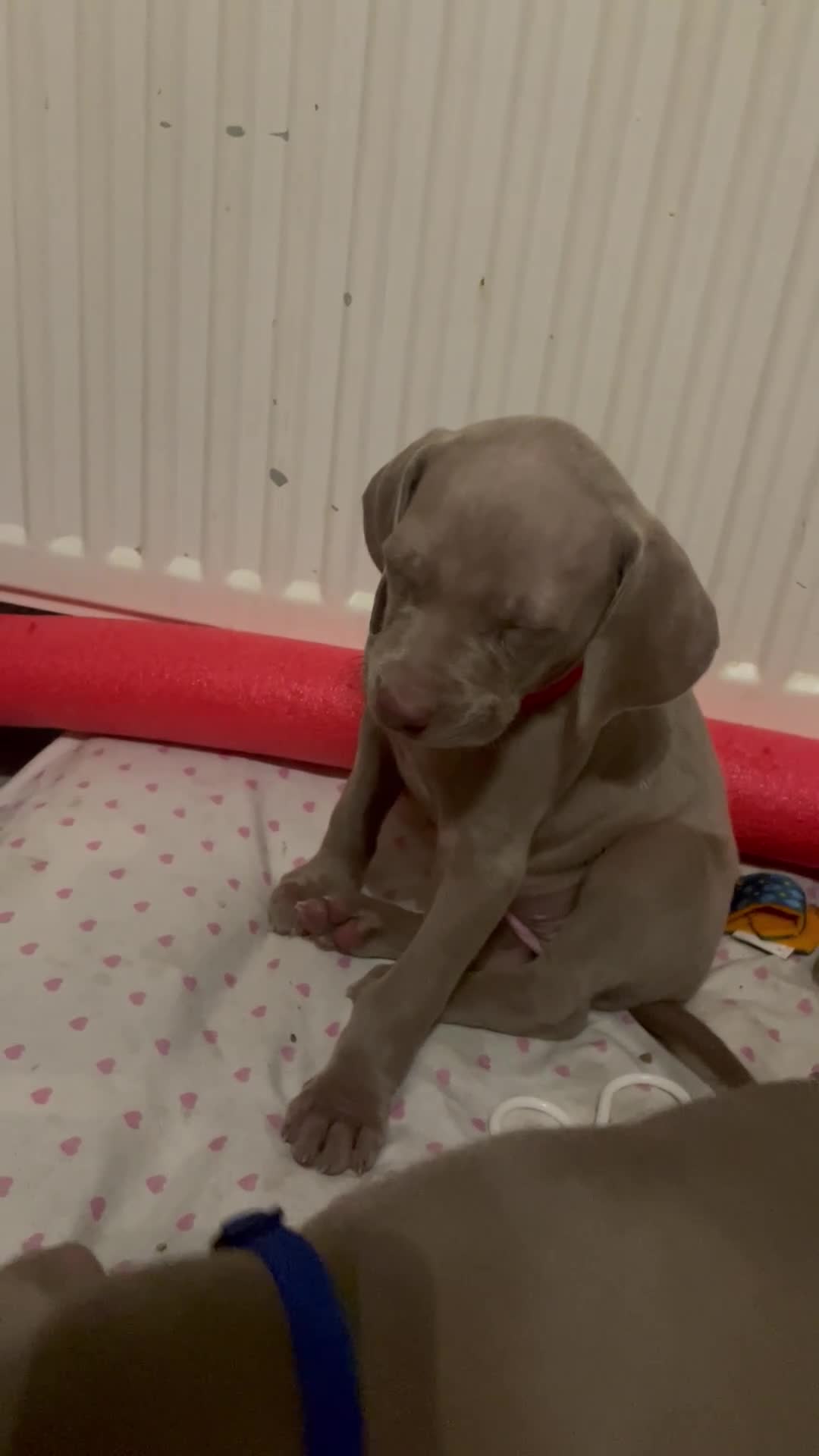 Weimaraner dogs for sale: KC registered Silver puppies - Video 1