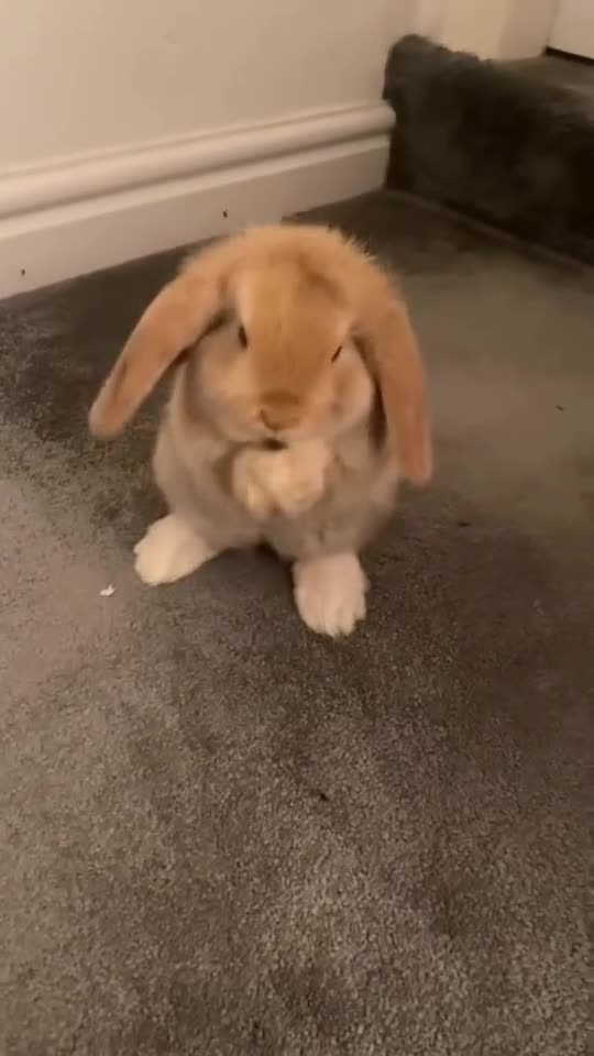 Mini Lop rabbits for sale: 2 harli mini lops males 10 weeks - Video 1