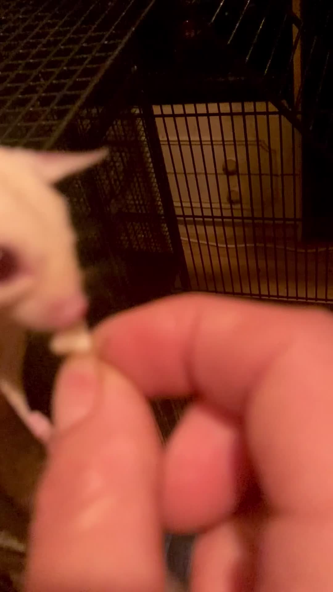 Sugar Glider rodents for sale: Baby sugar gliders ready now  - Video 3