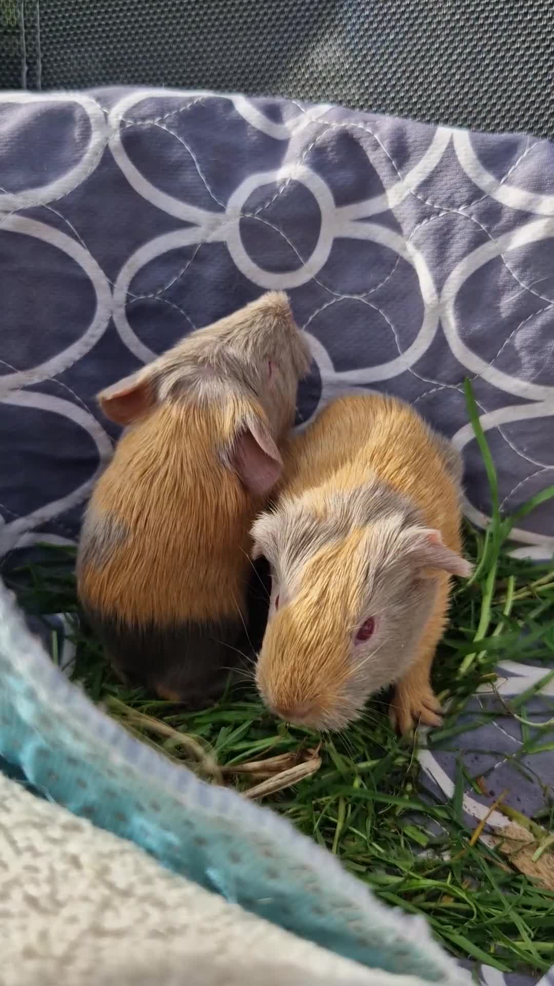 Guinea Pig rodents for sale: Two bond brothers / will ready end of oct  - Video 1
