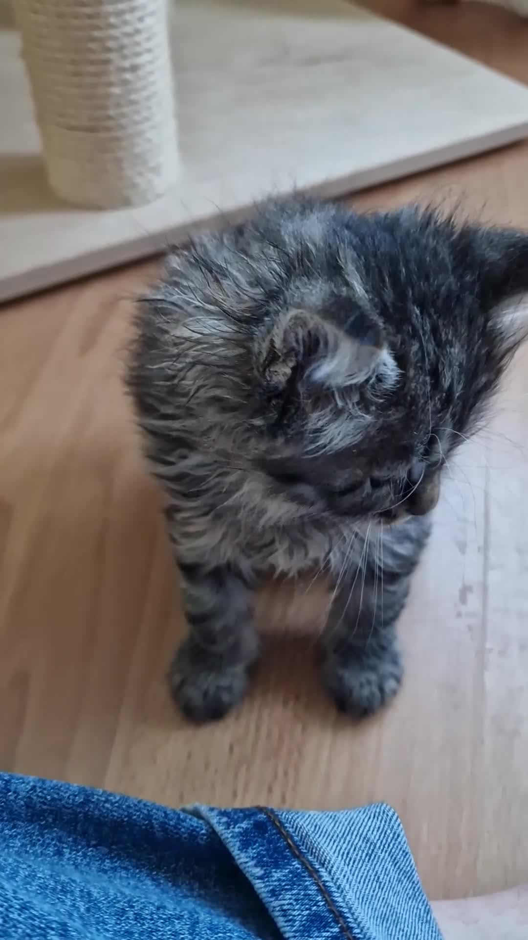 Siberian cats for sale: Siberian kittens GCCF registered, champion lines - Video 1