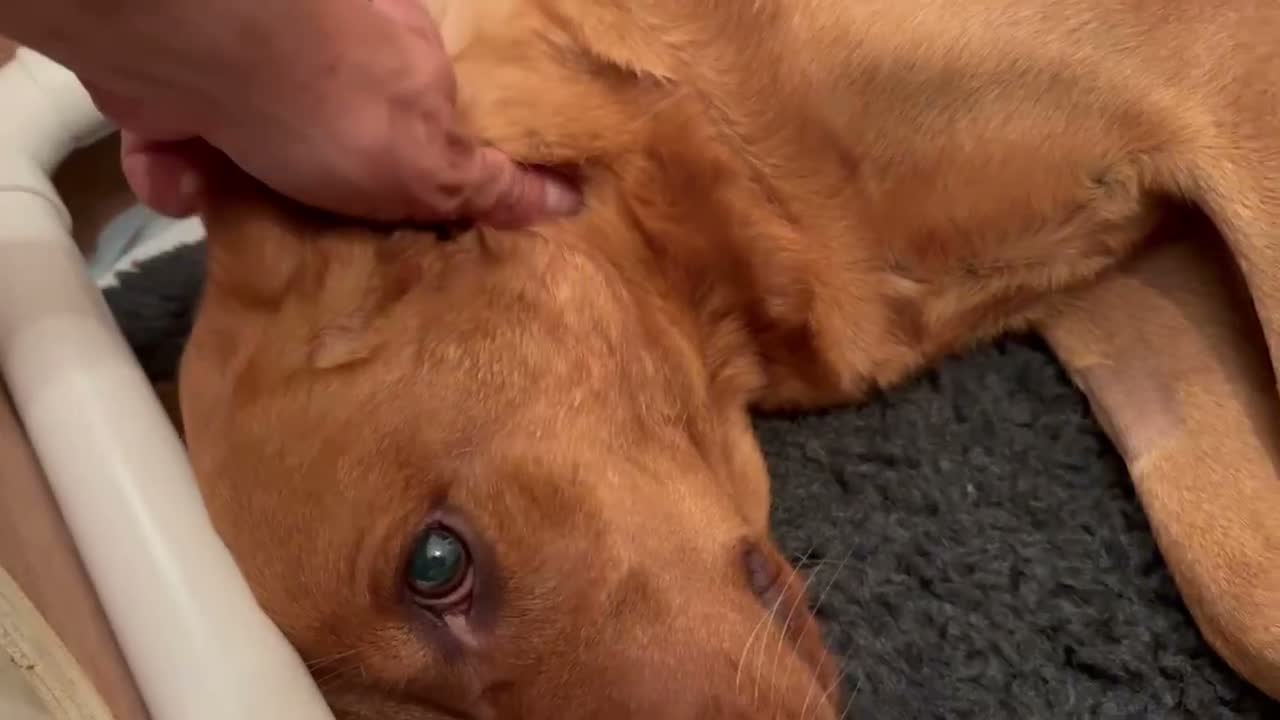 Labrador Retriever dogs for sale: Stunning litter of Fox Red Labrador puppies  - Video 1