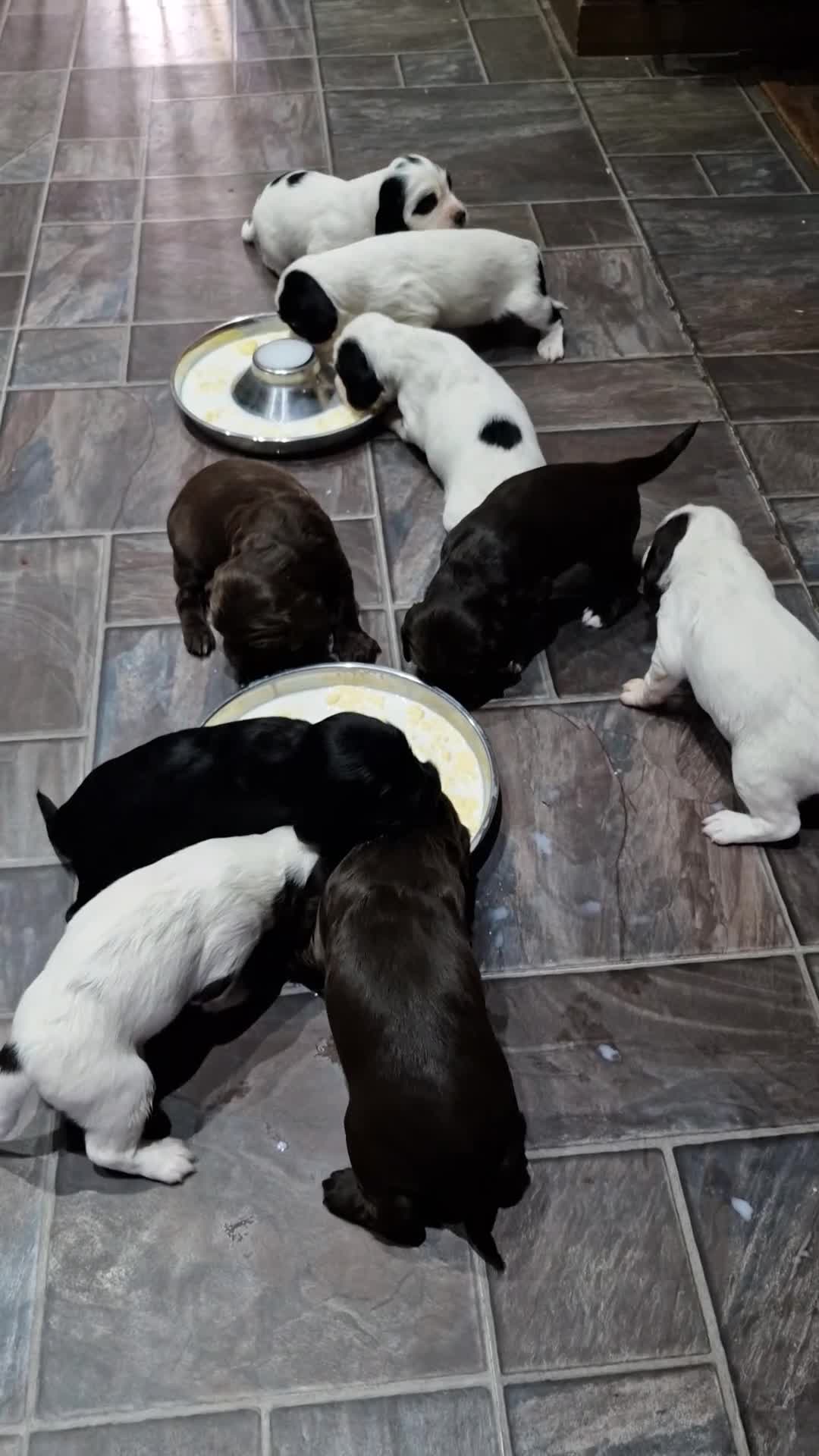 Sprocker dogs for sale: Sprocker puppies - Video 1